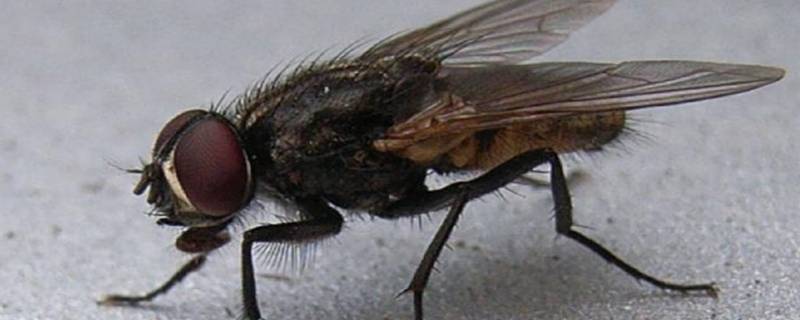 如何驱除苍蝇和蚊子 如何驱除苍蝇和蚊子视频