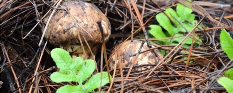 野生松菌如何保存 野生松菌怎么长期保存