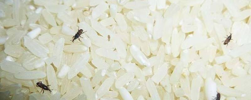 米长虫用什么办法处理 米长虫了怎么快速处理