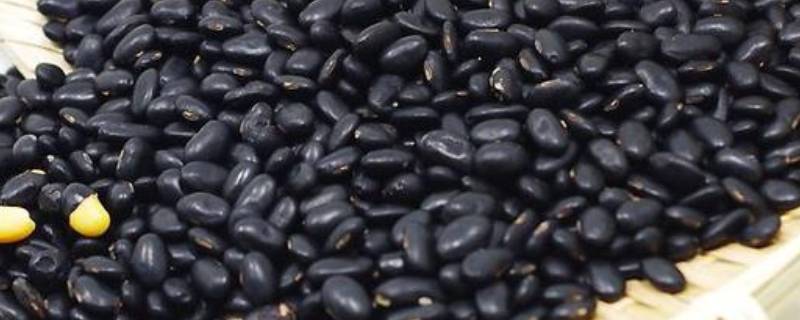 黑豆怎样做好吃有营养价值 黑豆怎么做好吃又有营养