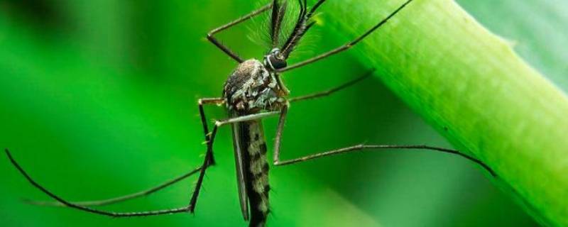 农村有很多蚊子用什么方法解决 农村很多蚊子怎么处理