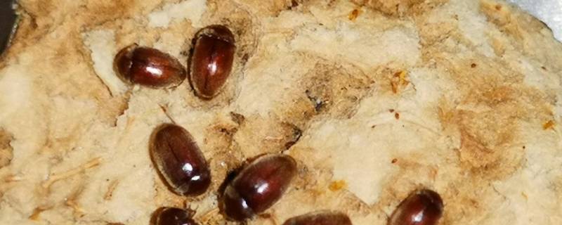家里有烟草甲虫如何消灭 烟草甲虫怎么消除