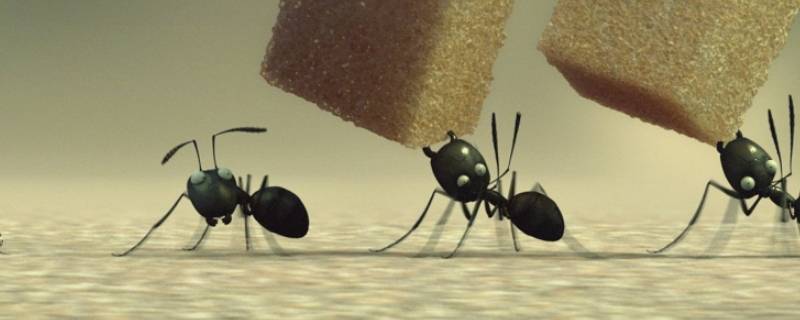去除蚂蚁的土办法 去除蚂蚁
