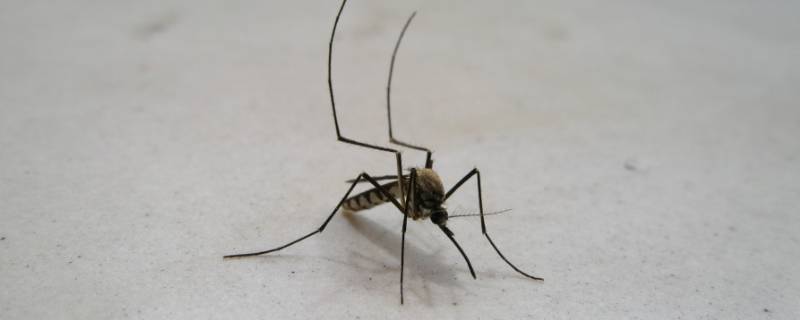 夜里如何快速抓蚊子 怎样在室内快速抓蚊子