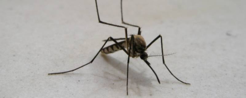 如何打蚊子 如何打蚊子不脏墙