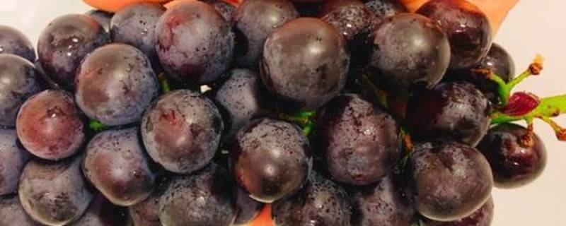 葡萄怎么放冰箱保鲜 葡萄如何在冰箱保存