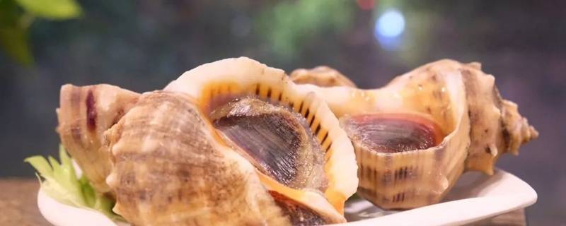 海螺怎么吃法家庭吃法 海螺的正确吃法