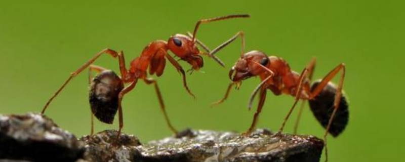 室内蚂蚁用什么方法可以消灭（室内有蚂蚁怎么消灭）