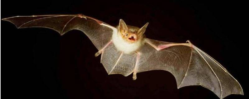 蝙蝠飞进家里怎么办怎么弄出去 蝙蝠飞进家里怎么办怎么弄出去呢