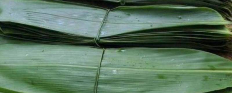 新鲜芦苇叶怎么处理才能包粽子吃 新鲜芦苇叶怎么处理才能包粽子