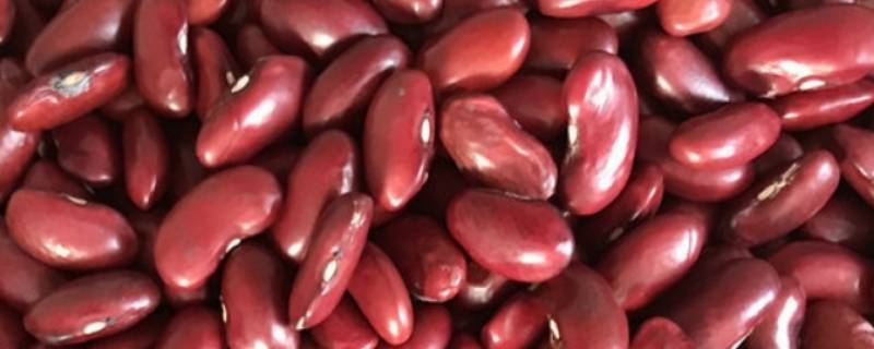 斑马豆怎么吃有什么作用吗 斑马豆怎么吃