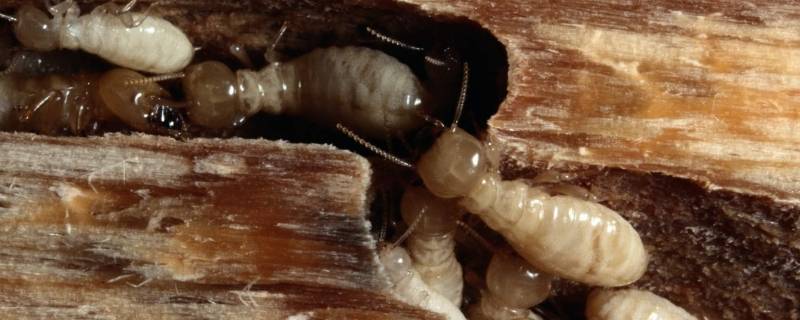 家里发现有几只白蚁怎么办 家里发现了几只白蚁怎么办
