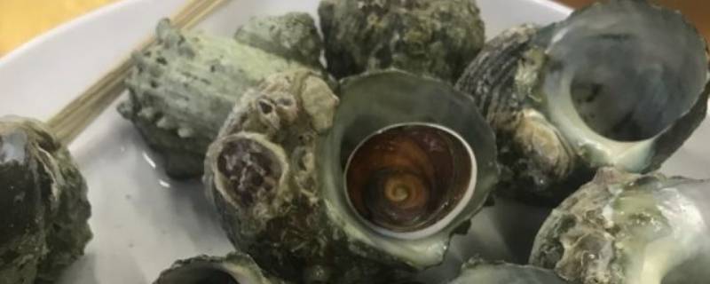 石头螺怎么吃 石头螺怎么吃?