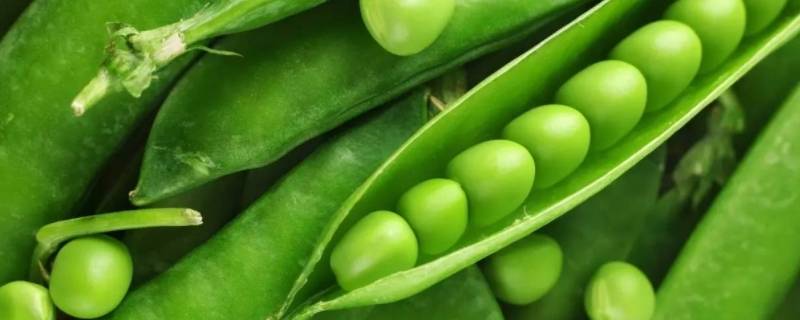新鲜豌豆怎么长期保存方法 新鲜豌豆怎么保存时间长