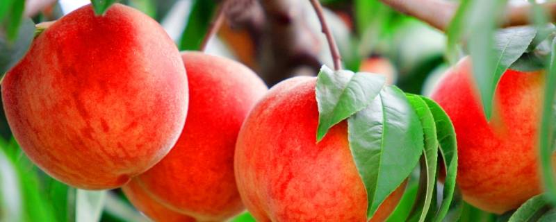 鲜桃如何保鲜和存放 怎样保存鲜桃