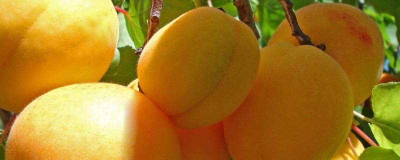 杏汁的做法 杏鲍菇怎么做好吃