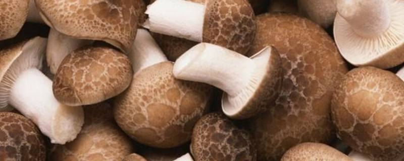 干蘑菇怎么吃 东北干蘑菇怎么吃