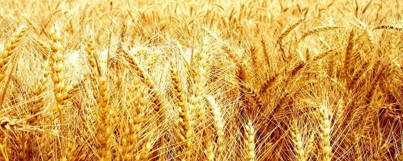 用什么方法可以长期保存小麦 保存小麦的方法