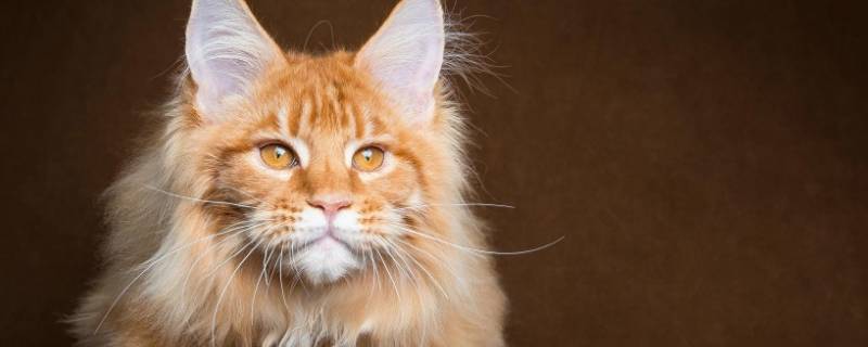猫咪耳朵多久清理一次最好 猫咪耳朵多久清理一次