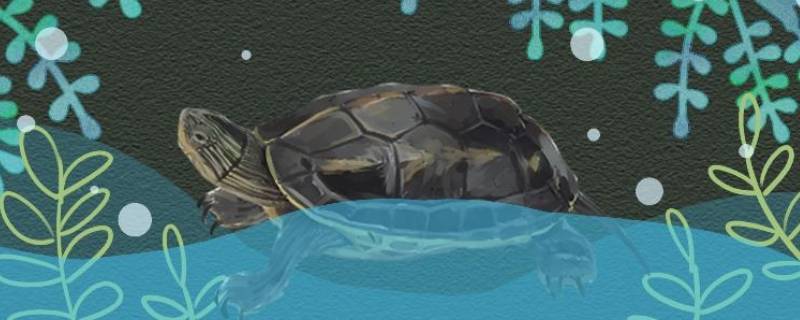 养珍珠龟水深多少 珍珠龟能深水养吗