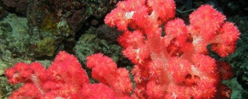 珊瑚体内有大量共生什么藻（珊瑚体内大量共生珊瑚藻）