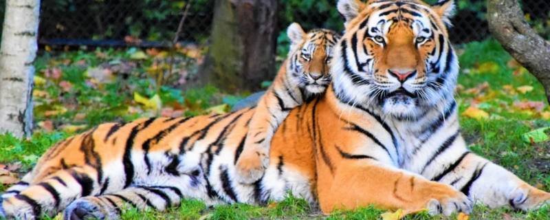 老虎的特征和外貌 老虎的特征和外貌 性格特点