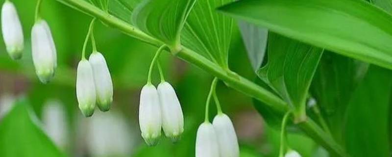 玉兰花的花语 玉竹花语是什么