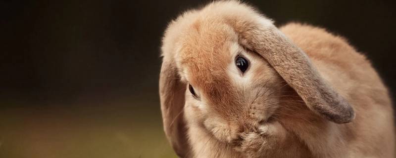 兔子是什么 兔子是什么动物