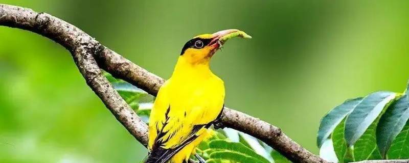 黄鹂是什么季节的鸟（黄鹂鸟是在什么季节出来的）