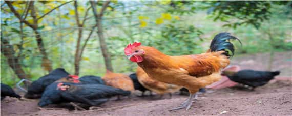 鸡的生物学分类属于哪一类 鸡的生物学分类
