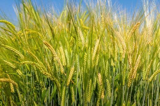 小麦的比重一立方多少斤重 小麦的比重一立方多少斤