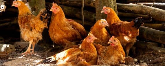 母鸡公鸡怎么配合生小鸡 母鸡孵化小鸡需要公鸡的配合吗?