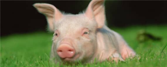 世界上最小的猪有多大 世界上最小的猪