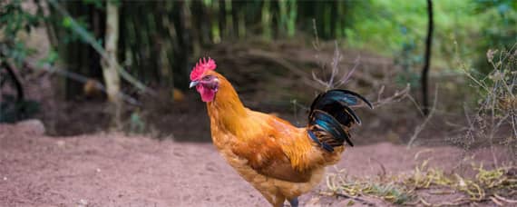 公鸡与母鸡是怎么配对 母鸡怎么和公鸡配合
