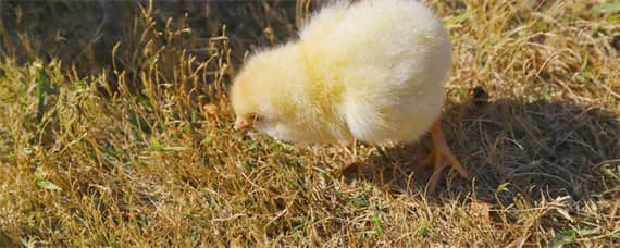 小鸡的孵化温度是多少 孵化小鸡的正常温度是多少