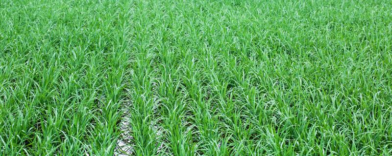 绿竹米是人工合成的吗 绿竹米是合成米吗