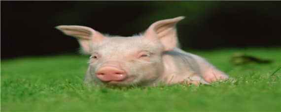 猪呕吐用什么药治疗比较有效 猪呕吐用什么药治疗