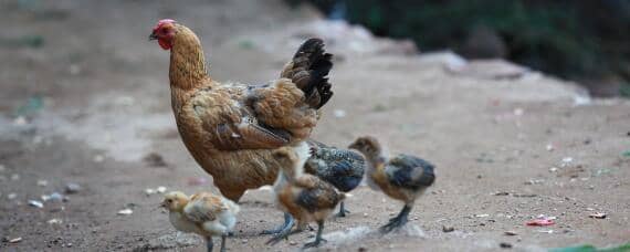 母鸡有抱窝的前兆怎么才能迅速抱窝 母鸡什么情况容易抱窝