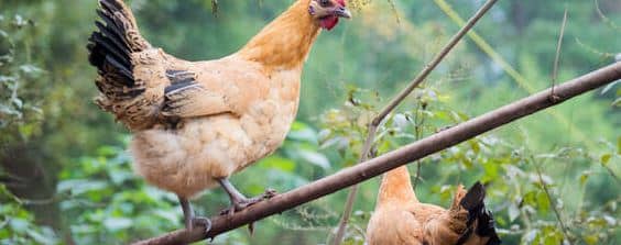鸡的饲养管理技术要点 鸡的养殖技术及饲养管理