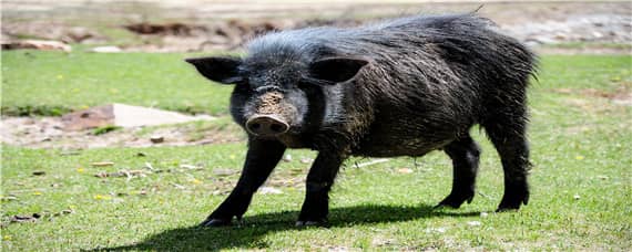 藏香猪成年猪有多少斤 藏香猪最大有多少公斤