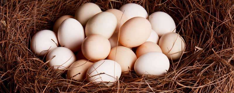 七彩山鸡蛋孵化多少天 山鸡蛋孵化多少天