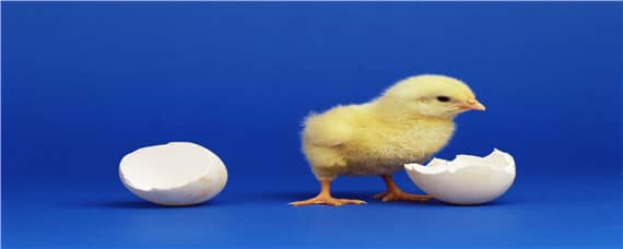 鸡蛋孵化多少天喷水好 鸡蛋孵化多少天喷水