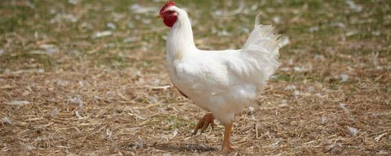 鸡喂什么可以促进生长 鸡喂什么可以促进生长发育