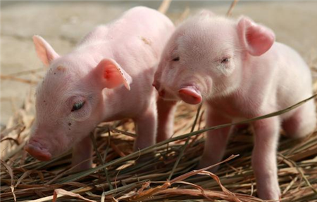 醋在养猪中的应用 食醋也能代替药物治疗猪场常见病