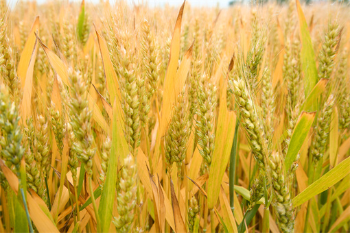 小麦每亩播种多少斤最好 小麦种子每亩地播多少斤最好