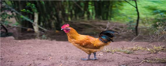 公鸡啄母鸡的头是什么现象 公鸡啄母鸡的头是什么原因