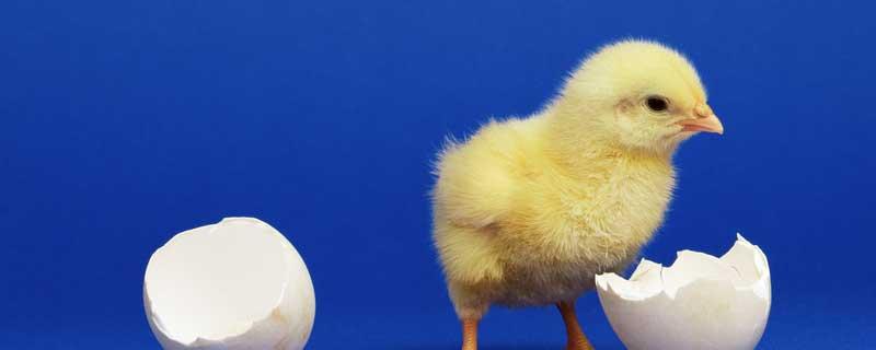 孵小鸡需要什么条件蛋是有活性的 孵小鸡需要什么条件