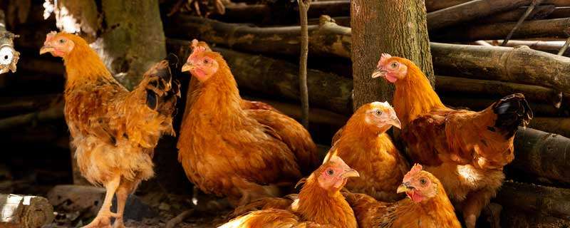 养鸡与鸡病防治方法一样吗 养鸡与鸡病防治方法