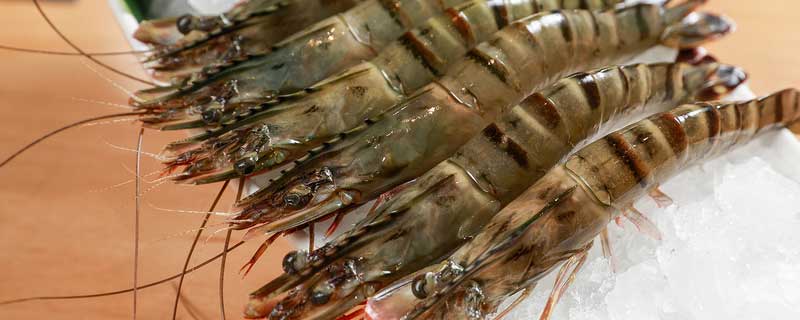 基围虾养殖技术条件淡水 基围虾 淡水养殖