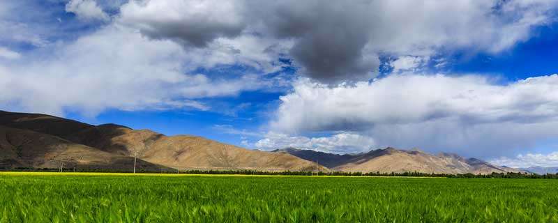 青藏地区主要粮食作物 青藏地区粮食作物以什么为主